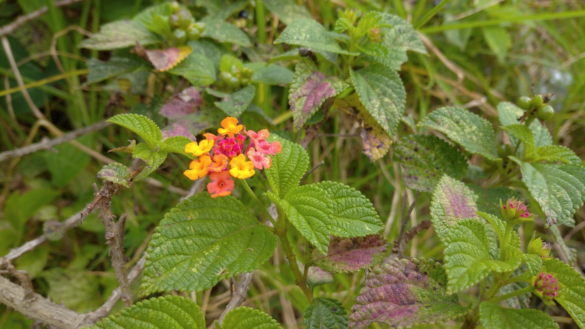 Lantana image