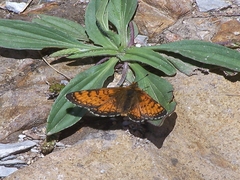 Melitaea sindura