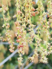 Quercus wislizeni wislizeni