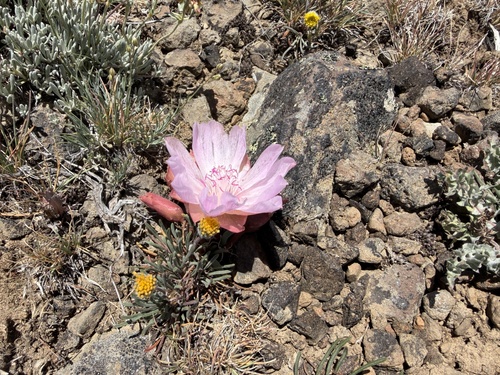 Lewisia rediviva, photograph 6