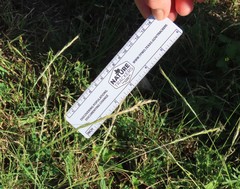 Trisetum interruptum