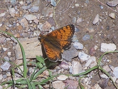 Melitaea sindura