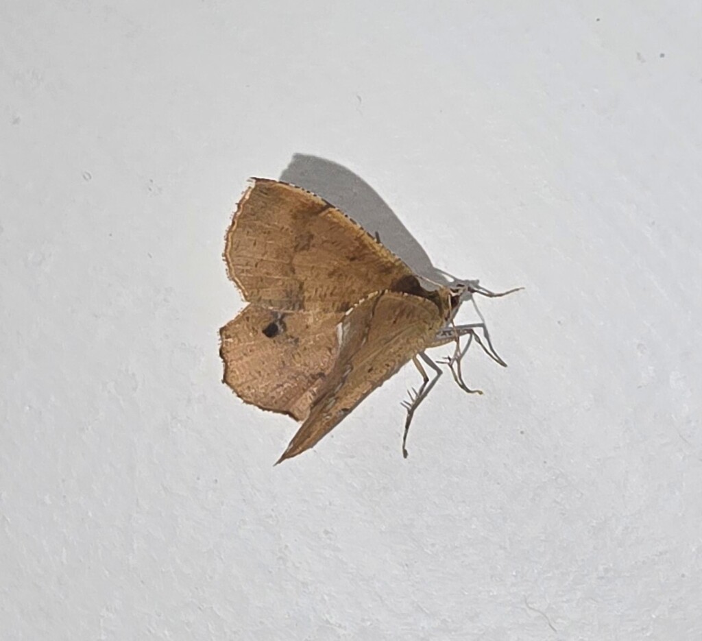 Lhommeia aediphlebia