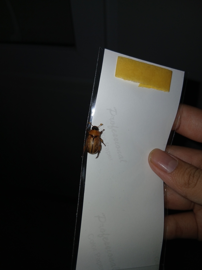 Anomala pallida (Anomala pallida)