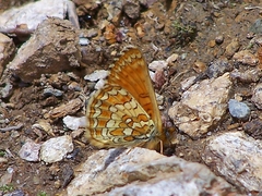 Melitaea sindura