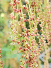 Quercus wislizeni wislizeni