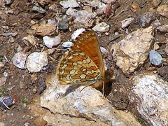 Melitaea sindura