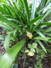Clivia gardenii