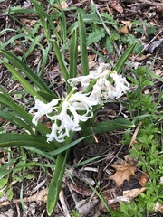 Hyacinthus