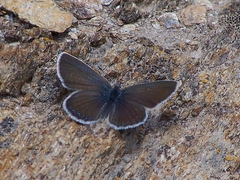 Agriades younghusbandi