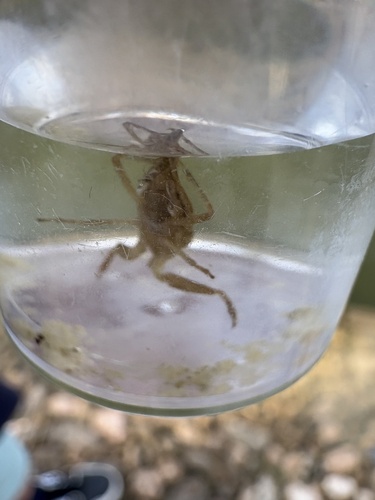 Eurasian Water Scorpion