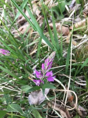Polygala comosa