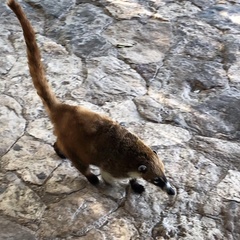 Nasua narica yucatanica