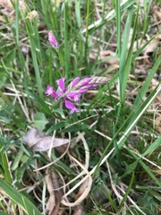 Polygala comosa