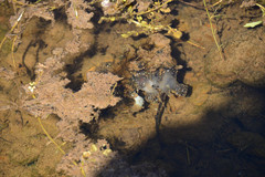 Bufo bufo
