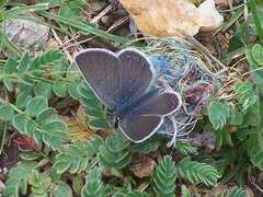 Agriades younghusbandi