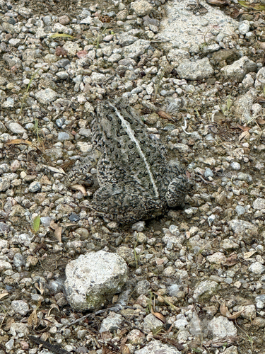 Woodhouse's Toad