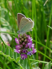 Agriades younghusbandi