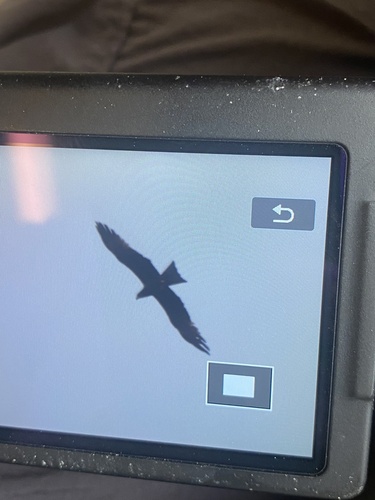 Black Kite