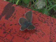 Agriades younghusbandi