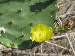Opuntia alta