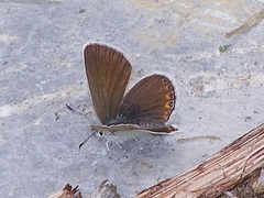 Agriades younghusbandi