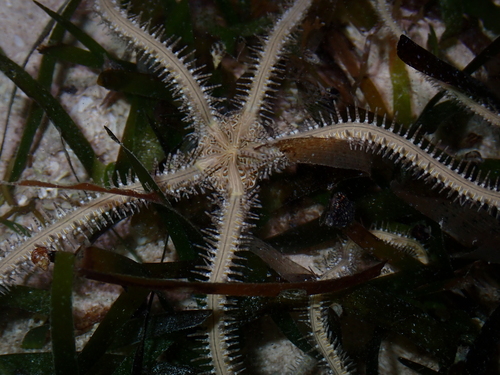 Ophiomastix pictum observed 2026-06-20