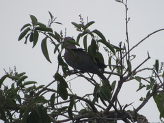 Patagioenas flavirostris