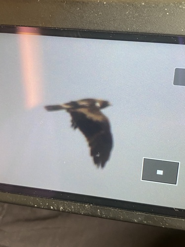 Booted Eagle