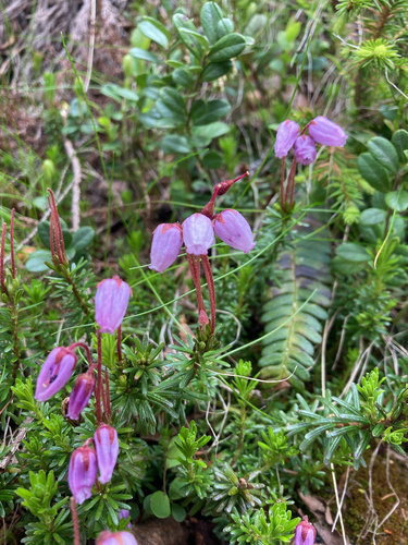 Blue Mountain-heath