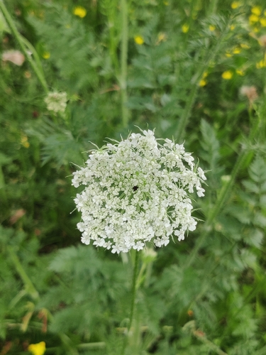 wild carrot