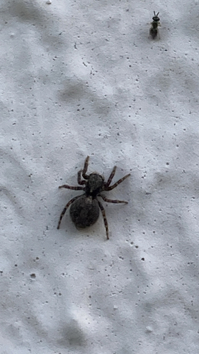 House Jumping Spider