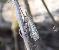 Thisanotia chrysonuchella