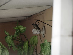 Stelgidopteryx serripennis