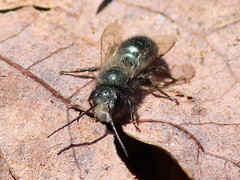 Osmia lignaria lignaria