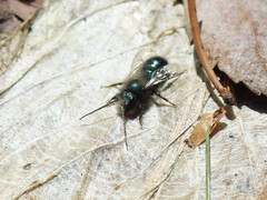Osmia lignaria lignaria