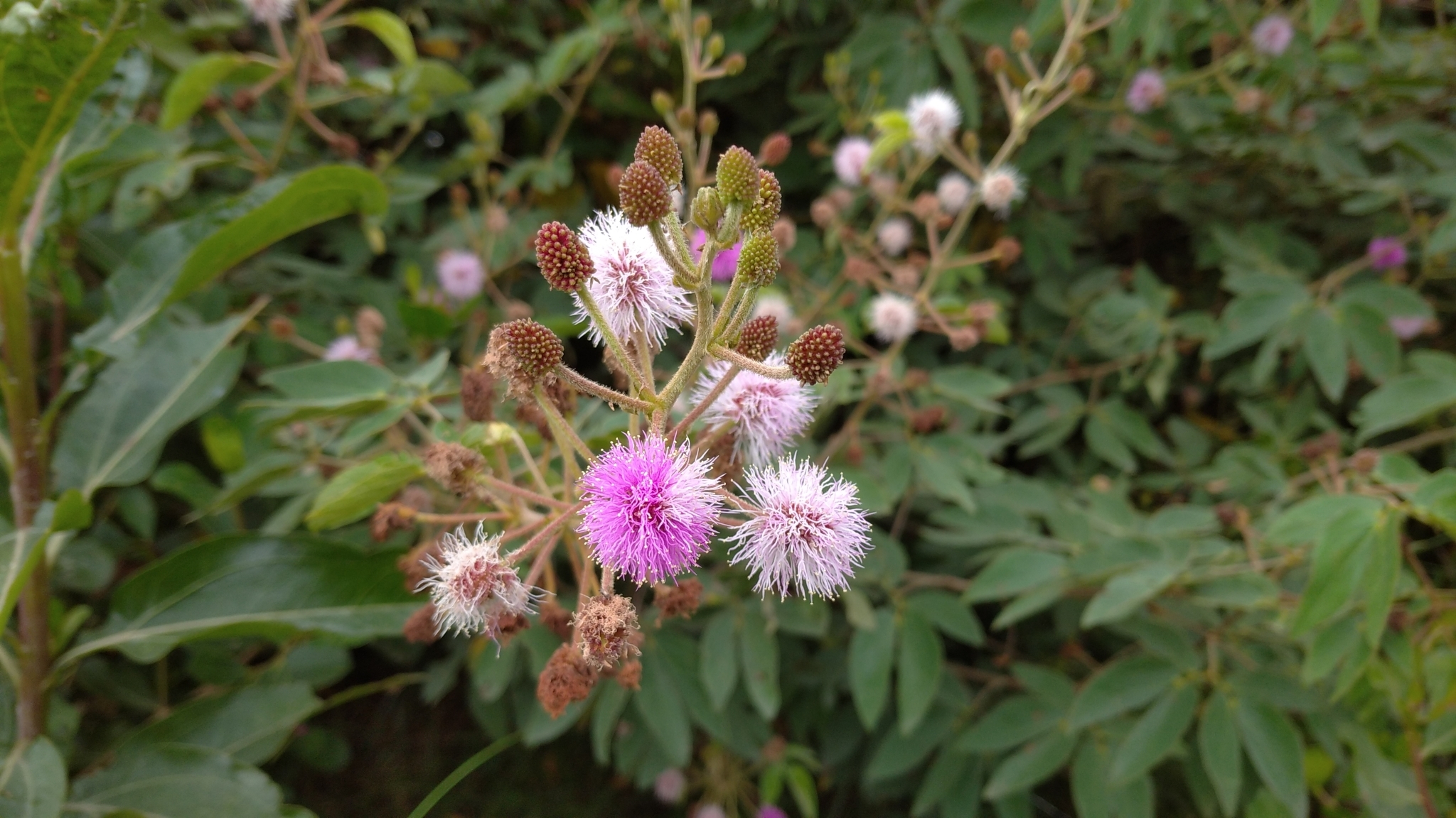 Mimosa image