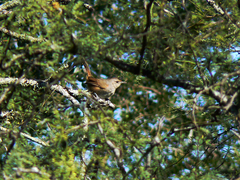 Phacellodomus sibilatrix