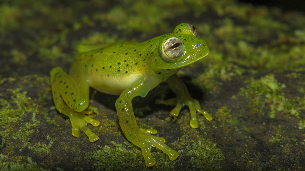 Andes Giant Glass Frog