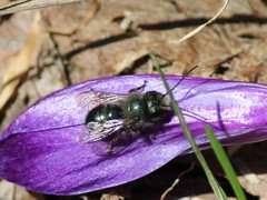 Osmia lignaria lignaria