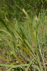 Puccinia sii-falcariae