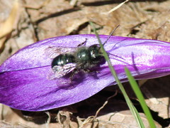 Osmia lignaria lignaria
