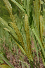 Puccinia sii-falcariae