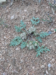 Cymopterus glomeratus
