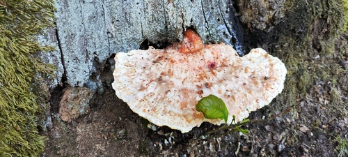 Żółciak siarkowy