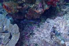 Pempheris vanicolensis