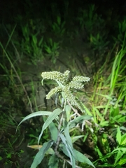 Persicaria lapathifolia lanata