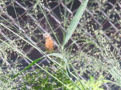 Sporophila hypoxantha