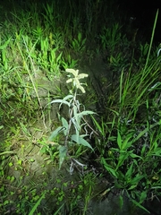 Persicaria lapathifolia lanata