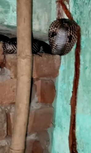 Indian Cobra